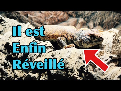 Mon uromastyx nigriventris était en hivernation