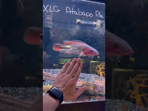 Massive Pike Cichlid (Atabapo Pike) Check out this massive Atabapo Pike Cichlid — one of the most impressive and aggressive predators 