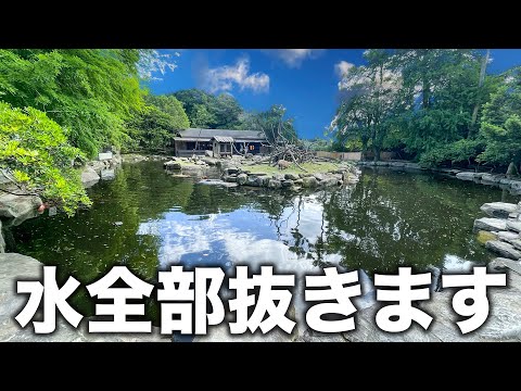 毎年恒例！今年もカピバラが住む池の水を全抜きしてみた！