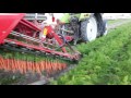 La r?colte des carottes   2016