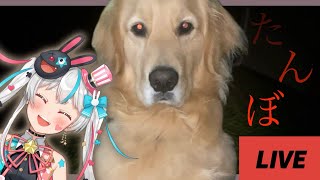 【たんぼ】犬とお散歩できるゲームだってぇ！？！？！？【新人Vtuber】