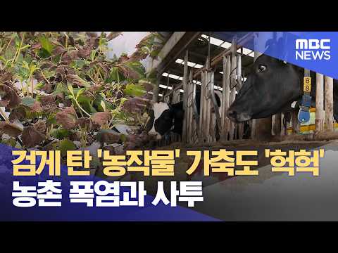 검게 탄 '농작물' 가축도 '헉헉' 농촌 폭염과 사투 (2026.07.28/뉴스데스크/대전MBC)