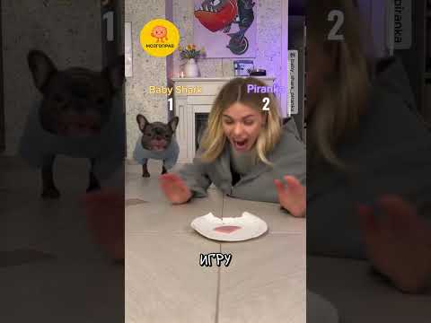 Игра с Собакой за Вкусняшки 😅 🎥 baby_shark_piranka