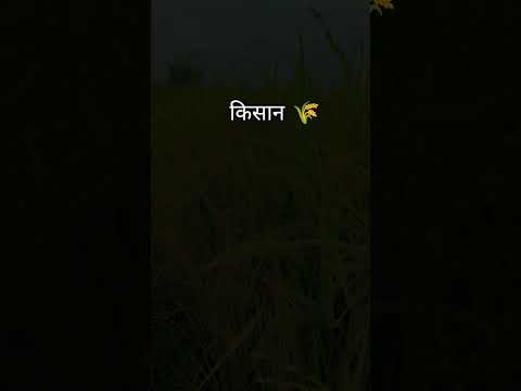 #kissan #attitude #story #nature #love ❤️🌾#farming #khetbadi