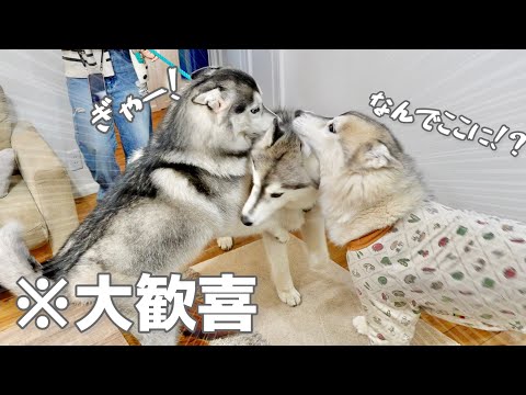 【喜】突然の来客に大興奮し、はしゃぎまくる耳なしハスキー犬がこちら...笑　【シベリアンハスキー】