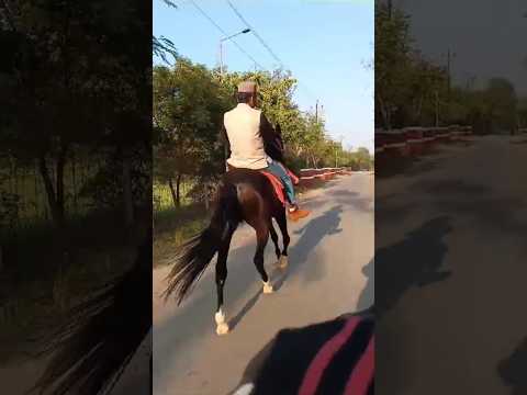 horse riding 🥰#shorts #horse #horselover #horseriding #ghoda #ghodi #animals