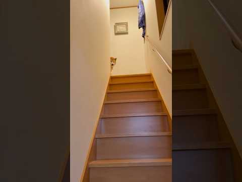 柴犬福 兄のお出迎えが一瞬すぎる柴犬🤣Brother and Shiba🤣#shorts #funny #funnydog #dogshorts #柴犬 #shibainu #시바견 サムネイル