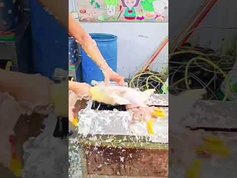 Máy vặt lông vịt siêu nhanh sạch cho tiểu thương #tongkho #giadung #khosigiadung #tongsigiadung