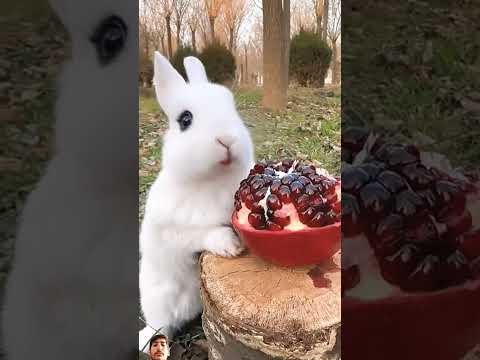 #bunny #rabbit #cute #animals #animals short