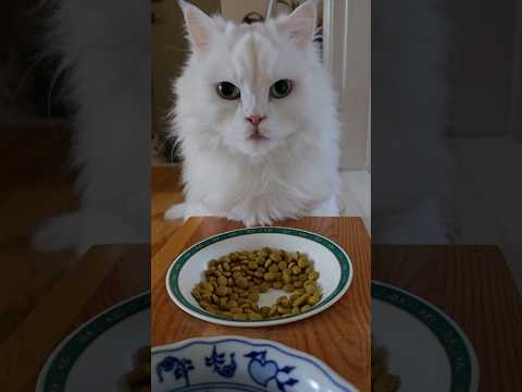 #고양이일상#먹방asmr