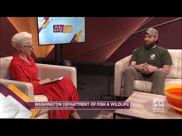 State wildlife offices receive hundreds of black bear complaints each year regarding urban sightings, property damage, attacks on livestock, and bear/human confrontations.

The number one reason for conflict (95% of the calls to offices) is the result of irresponsibility on the part of people: access to trash, pet food, bird feeders, and improper storage of food while camping make up the majority of the calls.

Bears may opportunistically seek food in human-occupied areas when natural foods are scarce. This occurs annually in early spring before natural foods become available and in late fall as bears prepare for hibernation. Additionally, in some years a late-arriving spring or drought conditions may increase the likelihood of this behavior.

If you live in areas where black bears are seen, there's strategies you can use to keep yourself and wildlife safe.

wdfw.wa.gov/blackbears