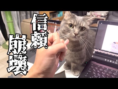 猫の動画サムネイル - 猫との信頼関係が崩れました...