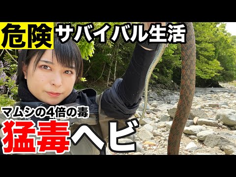 【サバイバル生活#9】日本で一番危険な毒ヘビが出現！捌いて食ってみた【5日目】