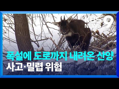 “네가 왜 여기서 나와?”…도로변 나타난 ‘산양’ 무리 [9시 뉴스] / KBS  2024.02.06.