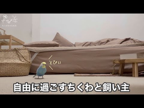#195 自由に過ごすちくわと飼い主の日常 セキセイインコ 男の子 4歳