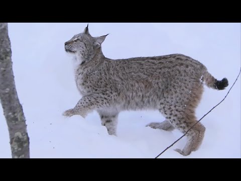 Incredible Jumping Lynx | Deadly 60 | Series 2 | BBC - UCwmZiChSryoWQCZMIQezgTg