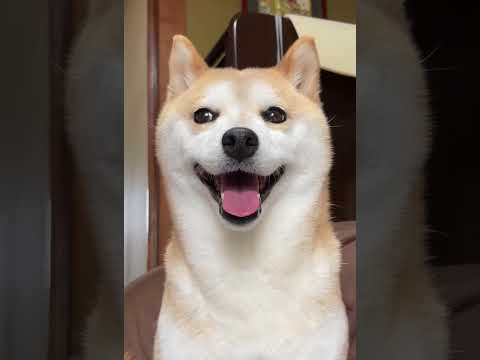 満面の笑顔で構ってくれないかなぁと考える柴犬 #柴犬 #shibainu