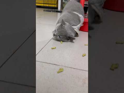 Cái nết khi thấy bánh thì không ai bằng