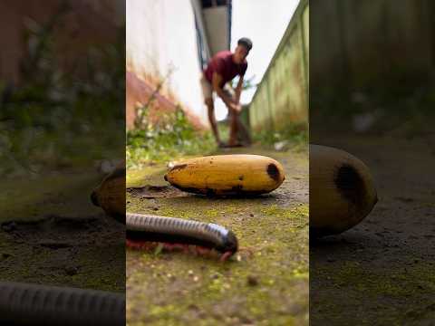 Unbelievable! The millipedes appeared as soon as I placed the yellow fruit here#shorts#centipede