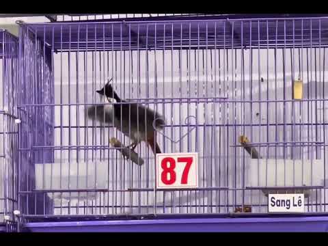 Mã 87 cực 🐻 ae nha 🌾 êm