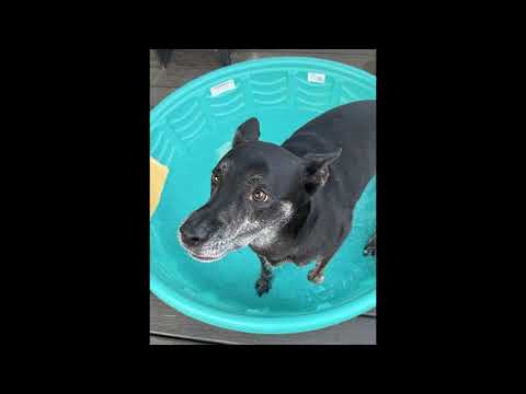 AdoptADogPsa