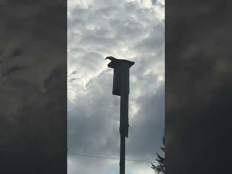 Starling feeding its chick #cute #summer #tiktok #trending