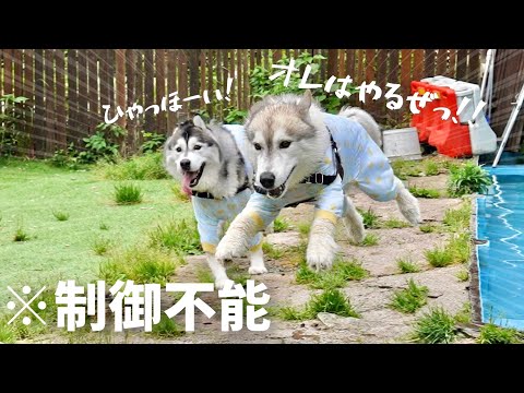 【狂走】友達と会えた嬉しさから制御効かず狂うように走って飛ぶハスキー兄弟ww【シベリアンハスキー】