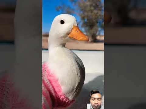 #duck #cute #funny #dachshund #birds #cover #pop #music #coversong #nostalgia #shorts #reaction