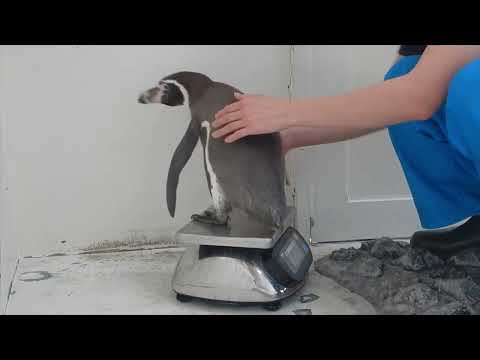 猫の動画サムネイル - フンボルトペンギンの体重測定