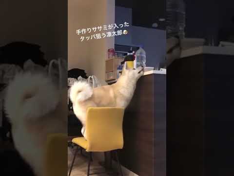 #akitainu いたずらする秋田犬