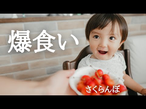 【幼児食】食欲旺盛な2歳児が久々にさくらんぼ食べたらやっぱりすごかった!