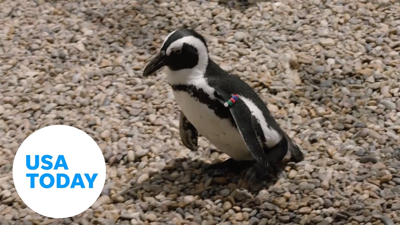 San Diego Zoo gives penguin orthopedic shoes for foot condition | USA TODAY