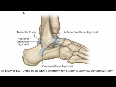 Anatomy 1 | C4 - L8 | Ankle joint and retinacula of the foot