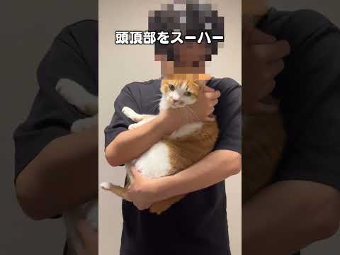 猫の動画サムネイル - 「すぐコロコロすんの気悪いわ」猫あるあるソング