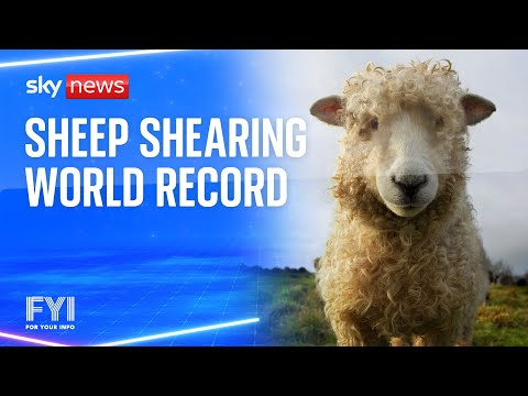 FYI: Sheep-shearing world record