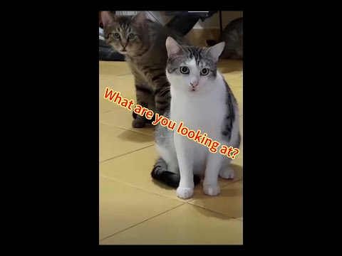 What are you looking at#cat #funny #shorts #subscribe