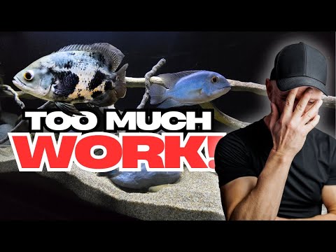 Are You A BAD FISH KEEPER If You Don't Have Time F Getting too busy for your aquariums and fish happens to all of us. Here's what to do about it.

If y