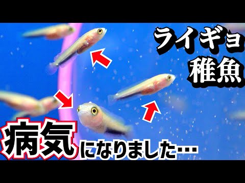 ライギョの稚魚のエサやりルーティン。【病気発症】