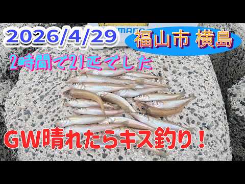 4/29福山市横島でキス釣り。2時間で21匹でした。