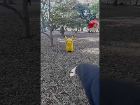 [Real Pokémon GO] Wild Pikachu appeared!😯