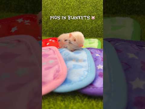 www.loulaslittlenursery.co.uk 🐷 #babyanimals #minipig #piglet #micropig #pig #micropig #animals