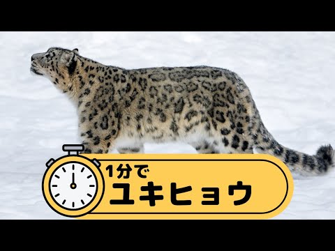 1分でユキヒョウ