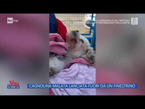 Cagnolina malata lanciata dal finestrino - La Vita In Diretta 21/03/2024