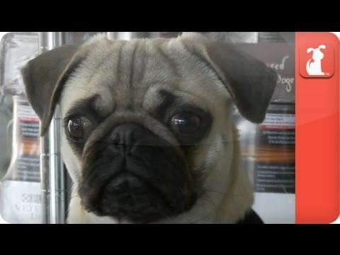 Crippled Pug with Crushed Spine - Unadoptables - UCPIvT-zcQl2H0vabdXJGcpg