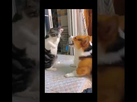 funnydogs#cute#doglover#doglife#cure#dogshorts#pet#doglife#dogshorts