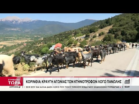 Πανώλη σε αιγοπρόβατα: Κραυγή αγωνίας από τους κτηνοτρόφους