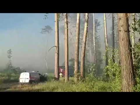 В Тольятти горит лес