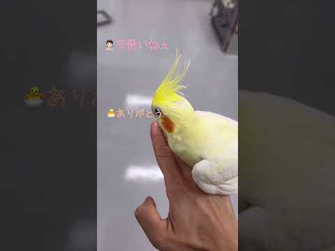 先生、そうじゃない。でも付き合ってくれる優しいぴよちゃん#shorts #オカメインコ #13年前病院に飛んできて保護 #けがを治して迷い鳥の問い合わせするも見つからず#そのまま先生の愛鳥になる