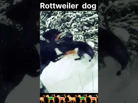Rottweiler 🐕🦮🐕🦺#shorts #shortsfeed #youtubeshorts #ytshorts #trending #pets