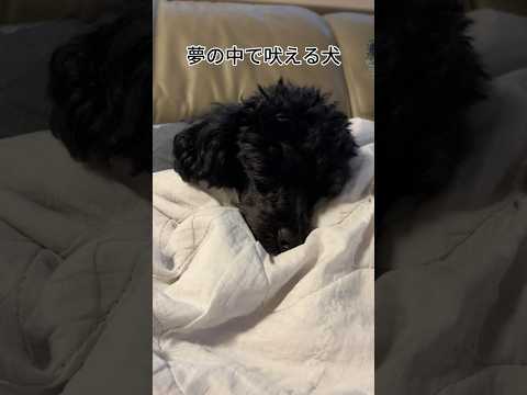 【犬あるある】夢の中で吠える犬 #トイプードル #犬 #かわいい #癒し #見て #犬のいる生活 #多頭飼育